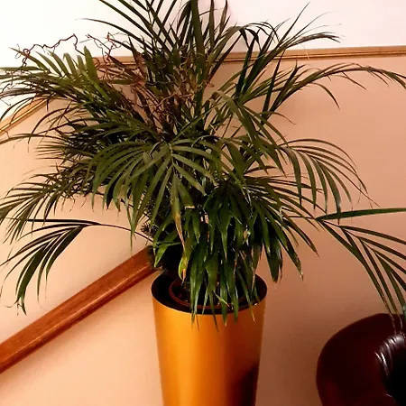 Im Bett Πανσιόν 3*